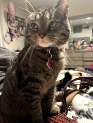 Lost Female Cat last seen Stuart Place and Pontoosic, Westfield, MA 01085