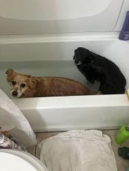 Reunited Male Dog last seen Wittenmyer ca, Marina, CA 93933