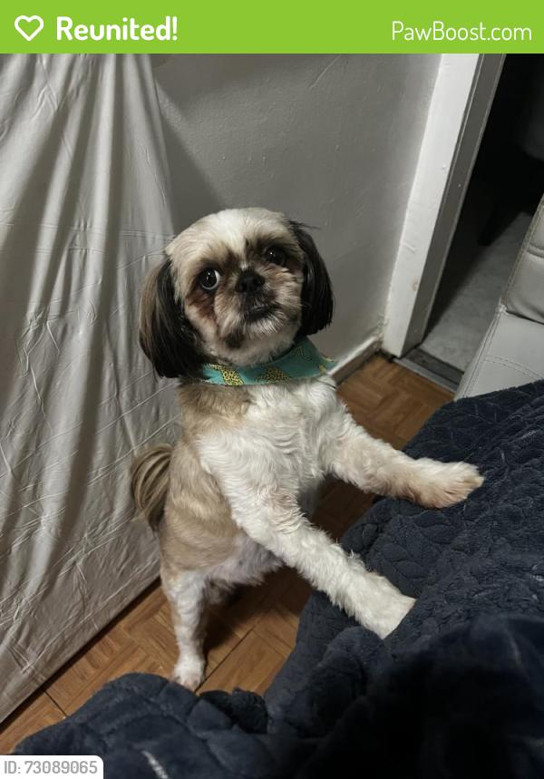 Reunited Male Dog last seen Near Seybert St, Hazleton, PA 18201, USA, Hazleton, PA 18201