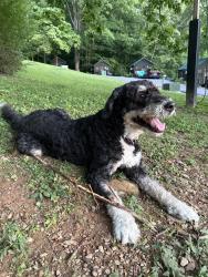 Lost Male Dog last seen Park line way and Buffalo springs way in Little Arrow campground, Blount County, TN 37882