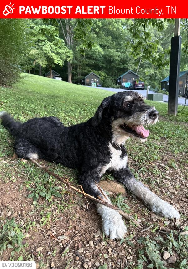 Lost Male Dog last seen Park line way and Buffalo springs way in Little Arrow campground, Blount County, TN 37882