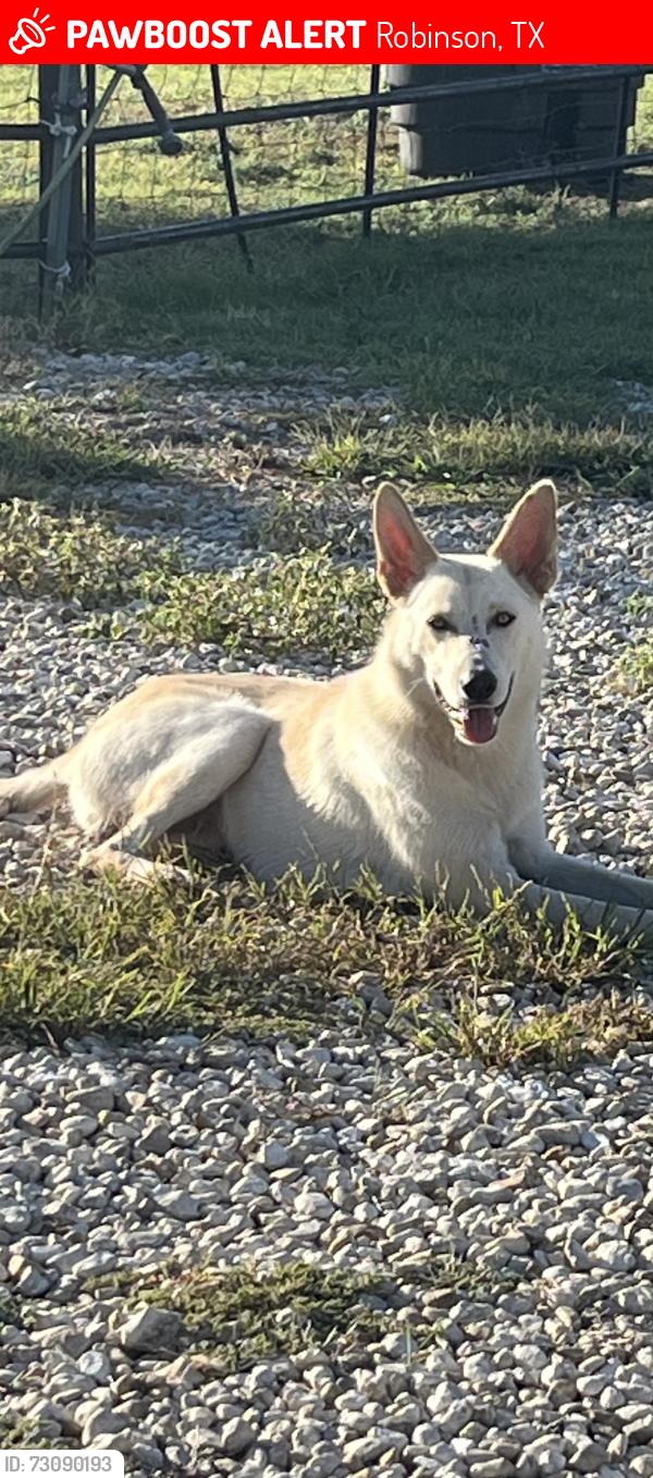 Lost Male Dog last seen Near W Moonlight Dr, Robinson, TX 76706