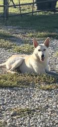 Lost Male Dog last seen Near W Moonlight Dr, Robinson, TX 76706