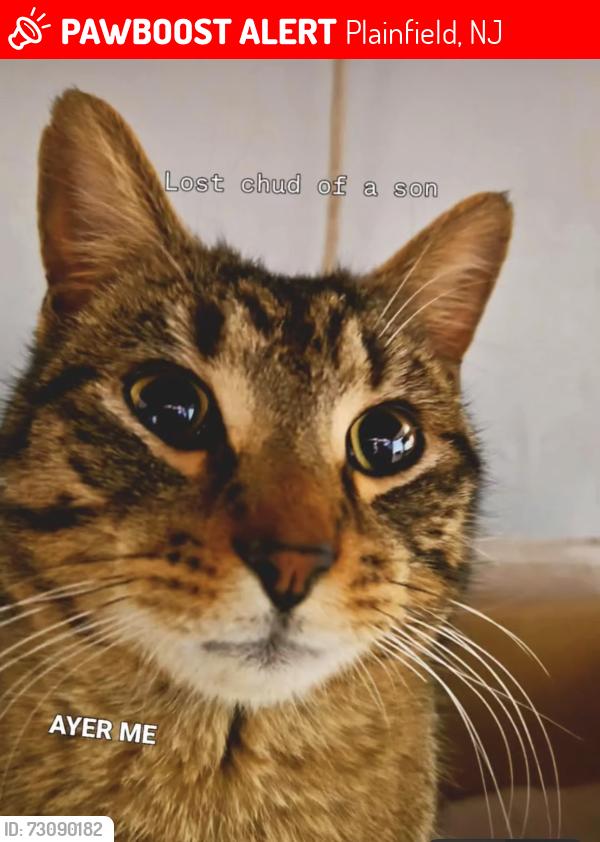 Lost Male Cat last seen Near West 4th street, Plainfield, NJ 07060