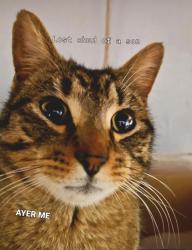 Lost Male Cat last seen Near West 4th street, Plainfield, NJ 07060