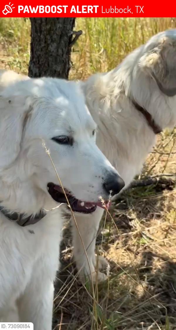 Lost Male Dog last seen Close to idalou, Lubbock, TX 79403