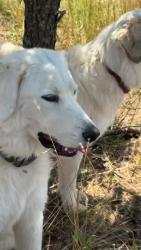 Lost Male Dog last seen Close to idalou, Lubbock, TX 79403