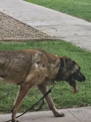 Reunited Unknown Dog last seen Mill Avenue between Ellis and Carter, Tempe, AZ 85282
