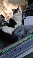 Reunited Male Cat last seen Wards corner Ohio, Camp Dennison, OH 45111