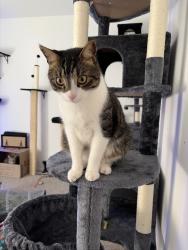 Reunited Male Cat last seen Near Birch Peak Dr, Iowa Colony, TX 77583, USA, Iowa Colony, TX 77583