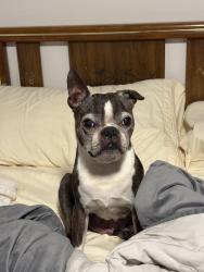 Reunited Male Dog last seen Whiteview pkwy and wood aspen ln, Palm Coast, FL 32164