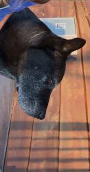 Lost Male Dog last seen Heritage creek dr, Rhome, TX 76078