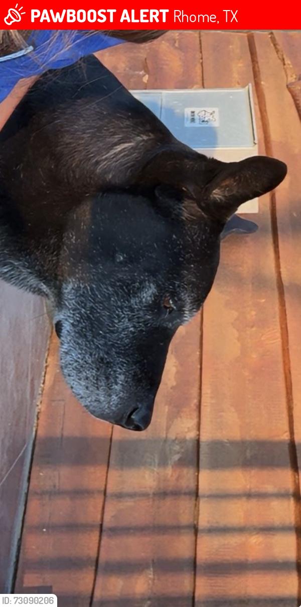 Lost Male Dog last seen Heritage creek dr, Rhome, TX 76078