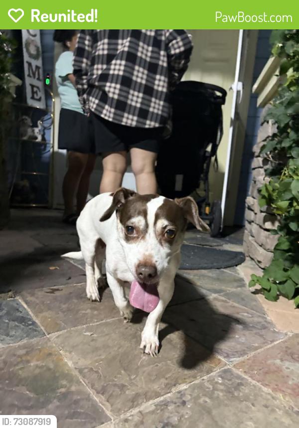 Reunited Female Dog last seen Stonecrest Dr, Antioch, CA 94531, USA, Antioch, CA 94531