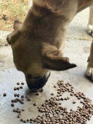 Found/Stray Female Dog last seen Dennett and Vagedes near olive DMV, Fresno, CA 93728