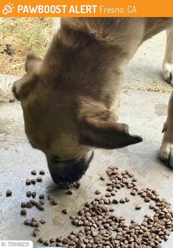 Found/Stray Female Dog last seen Dennett and Vagedes near olive DMV, Fresno, CA 93728