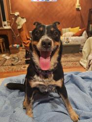 Reunited Female Dog last seen Beechwood near Monitor , Pittsburgh, PA 15217