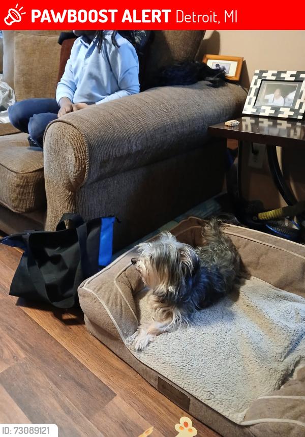 Lost Male Dog last seen Warren and Wayburn, Detroit, MI 48224