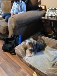 Lost Male Dog last seen Warren and Wayburn, Detroit, MI 48224