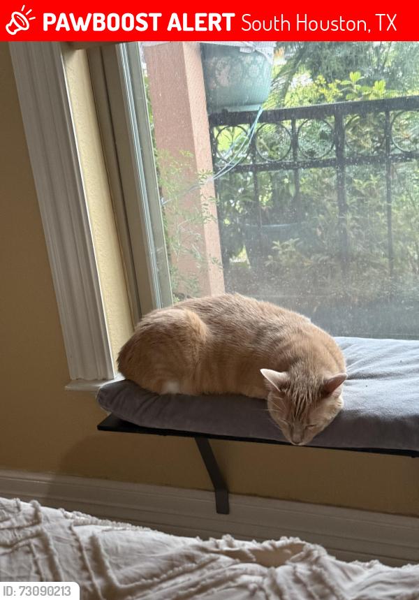 Lost Female Cat last seen Ave G and 3rd St, South Houston, TX 77587