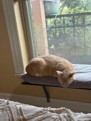 Lost Female Cat last seen Ave G and 3rd St, South Houston, TX 77587