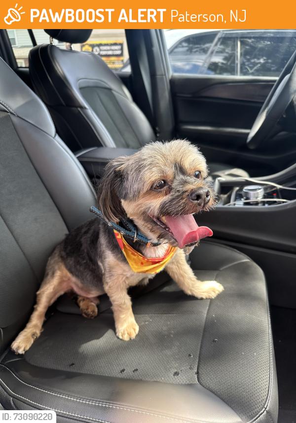 Found/Stray Male Dog last seen Crooks Ave Clifton, NJ, Paterson, NJ 07503