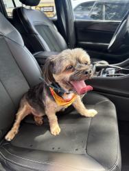 Found/Stray Male Dog last seen Crooks Ave Clifton, NJ, Paterson, NJ 07503