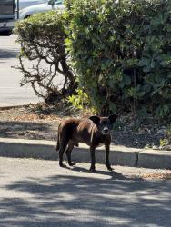 Found/Stray Male Dog last seen Winco parking lot, Stockton, CA 95210