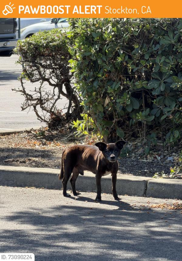Found/Stray Male Dog last seen Winco parking lot, Stockton, CA 95210