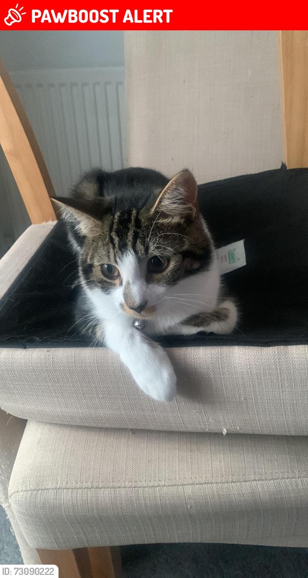 Lost Male Cat last seen High street by coop and library , Old Harlow, England CM17