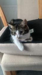 Lost Male Cat last seen High street by coop and library , Old Harlow, England CM17