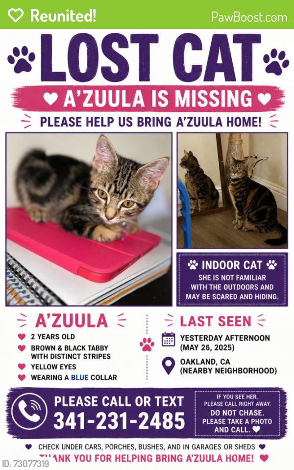Reunited Female Cat last seen 2nd and 3rd street , Oakland, CA 94606