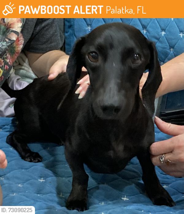 Found/Stray Male Dog last seen Near Old Wolf Bay Rd, Palatka, FL 32177, Palatka, FL 32177