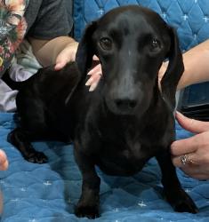 Found/Stray Male Dog last seen Near Old Wolf Bay Rd, Palatka, FL 32177, Palatka, FL 32177