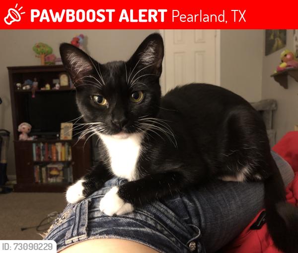 Lost Female Cat last seen Prarland, Pearland, TX 77584
