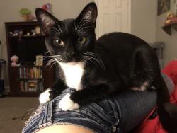 Lost Female Cat last seen Prarland, Pearland, TX 77584