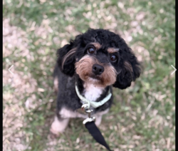 Reunited Female Dog last seen Hwy 182 Sunset, LA 70584, Sunset, LA 70584