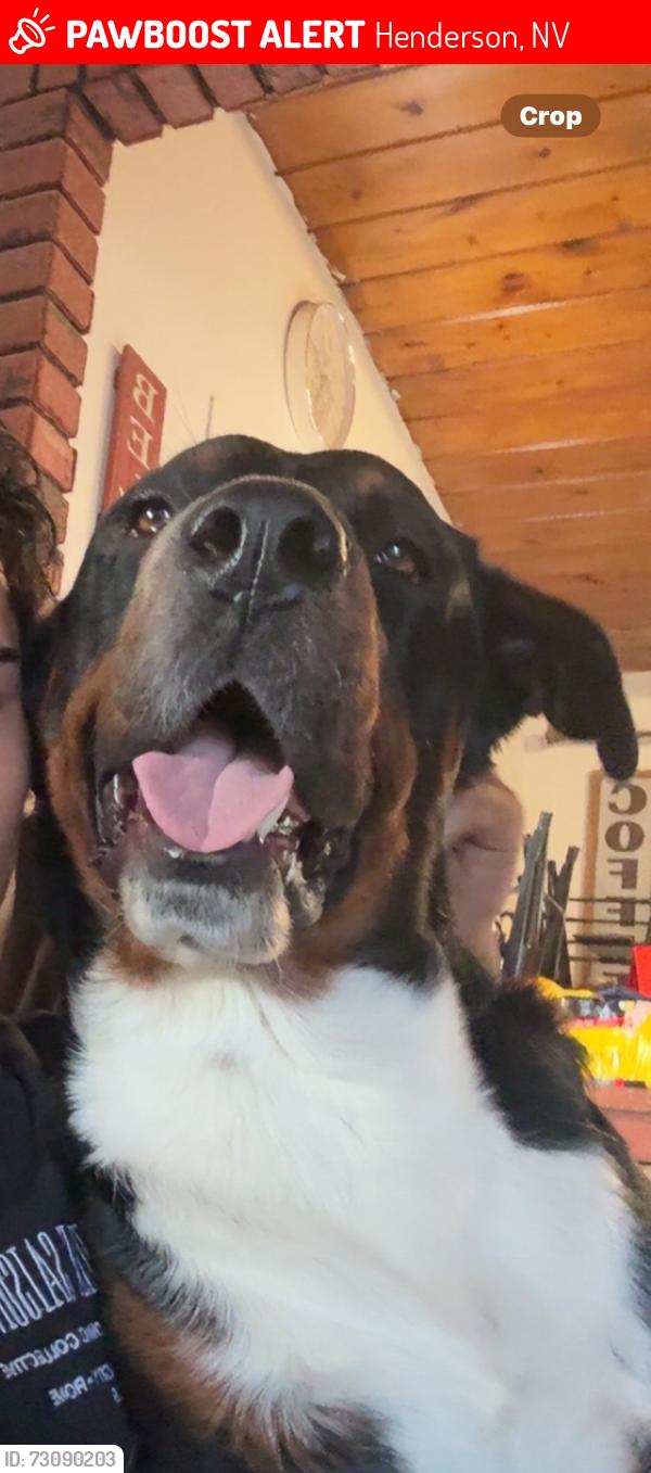 Lost Male Dog last seen Pitman, Henderson, NV 89011