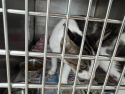 Shelter Stray Female Cat last seen RANCHO SIENNA LOOP, Williamson County, TX, 1855 SE Inner Loop, Georgetown, TX 78626, USA