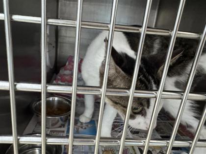 Shelter Stray Female Cat last seen RANCHO SIENNA LOOP, Williamson County, TX, 1855 SE Inner Loop, Georgetown, TX 78626, USA