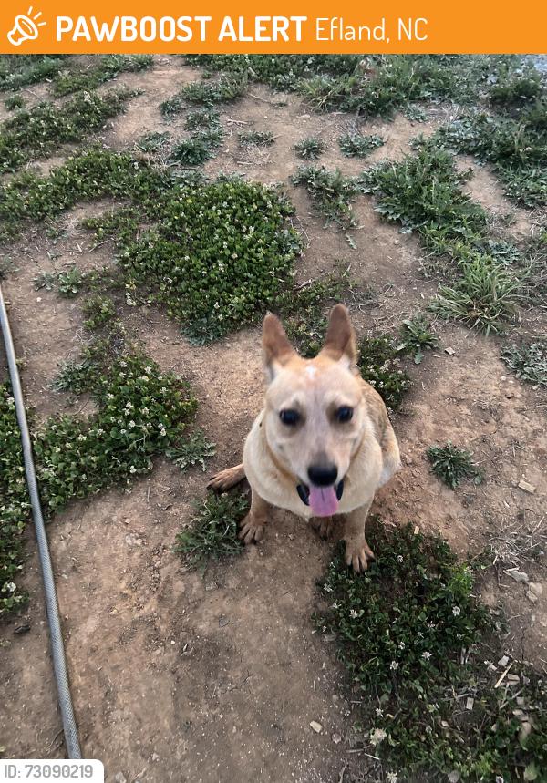 Found/Stray Female Dog last seen Efland Cedar Grove Rd., Efland, NC 27243