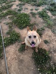 Found/Stray Female Dog last seen Efland Cedar Grove Rd., Efland, NC 27243