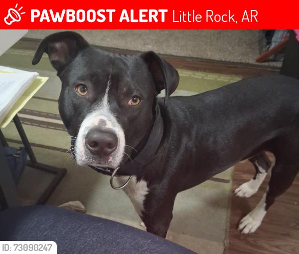 Lost Male Dog last seen Wilson middle school, Little Rock, AR 72204