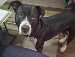 Lost Male Dog last seen Wilson middle school, Little Rock, AR 72204