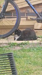 Found/Stray Female Cat last seen jubilee road, Shelton Lock, England DE24