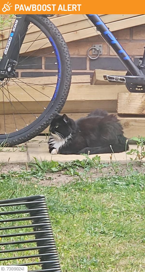 Found/Stray Female Cat last seen jubilee road, Shelton Lock, England DE24