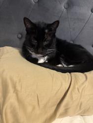 Reunited Male Cat last seen Near Legacy Crk Trl, Fort Worth, TX 76123, USA, Fort Worth, TX 76123