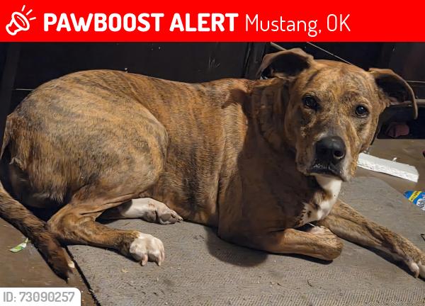 Lost Female Dog last seen Mustang Rd and Plantation across from wild horse park, Mustang, OK 73064