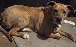 Lost Female Dog last seen Mustang Rd and Plantation across from wild horse park, Mustang, OK 73064