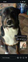 Lost Male Dog last seen Pitman park, Henderson, NV 89011